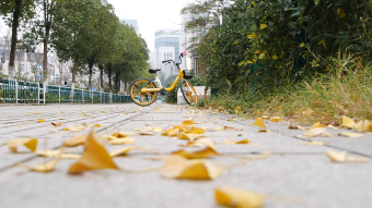 升格街道秋日落叶