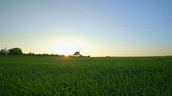 稻田 阳光 夕阳 绿色