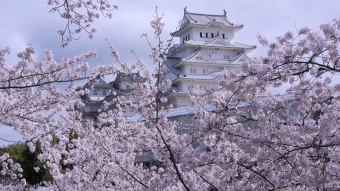 实拍樱花
