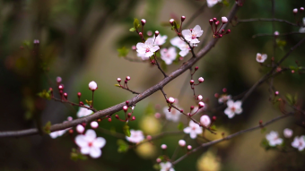 春暖花开春天樱花发芽花苞