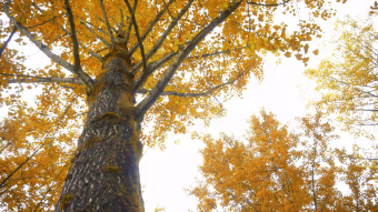 金黄的银杏叶视频素材