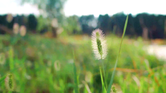 蓝天白云阳光下狗尾巴草随风飘动