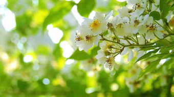 夏日阳光洒落树叶实拍素材