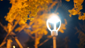 秋天夜晚温暖路灯下红叶落叶实拍视频素材
