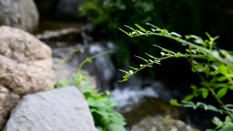 潺潺流水高清实拍