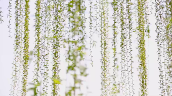 虚实变化的柳条