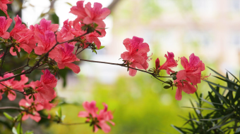 杜鹃花实拍视频素材