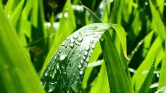 清晨静谧的公园