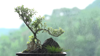盆栽特效淋雨视频