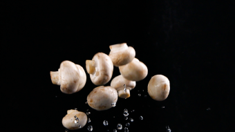 白色蘑菇蔬菜菌类掉落