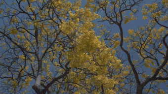 秋天的午后在风中摇晃的黄色树叶