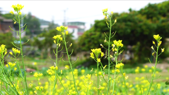实拍田地里的油菜花
