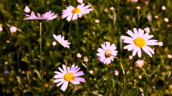 美丽小野花高清实拍
