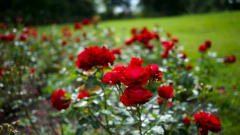鲜艳花朵蝴蝶高清实拍