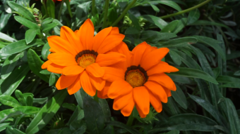 阳光下的小花素材