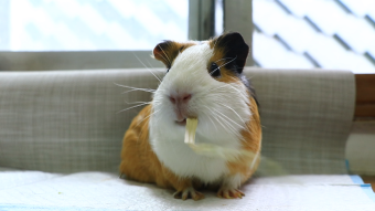 vlog素材萌宠荷兰猪豚鼠第一视角视频