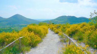 金色花路美丽风景花海白色小径
