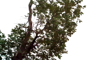 古老柿子树树干纹理实拍视频