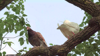 鸽子实拍视频