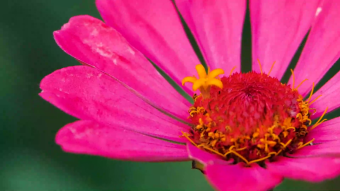 植物园各种花朵特写