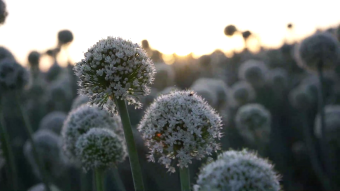 夕阳下的洋葱花视频