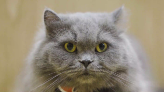 猫咪布偶英短对着镜头