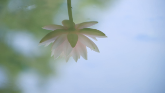 实拍高清池塘中的荷花绽放姿彩