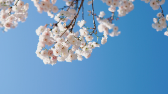 唯美小清新蓝天春天的樱花