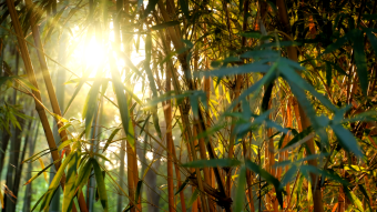 竹子太阳叶子早晨