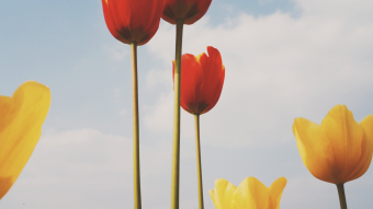 春天的郁金香春暖花开的植物