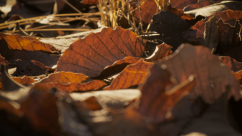 地上秋天的枯叶视频素材