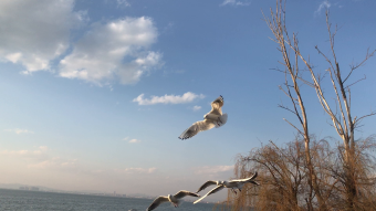 云南昆明滇池春季海鸥不断飞过场景