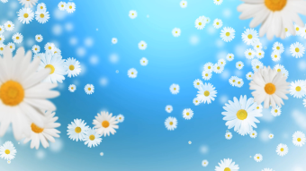 蓝色背景掉落的小雏菊花循环背景高清视频素材