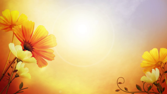 清新鲜花生长背景视频素材