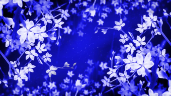 唯美的蓝色花朵婚礼背景视频
