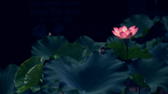 唯美高清荷花实拍晚会企业宣传视频