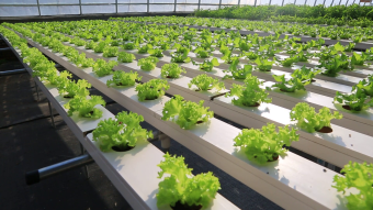 水培蔬菜棚室实拍视频素材