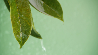 荔枝妃子笑夏季水果