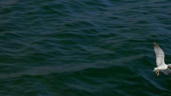 海鸥在波浪海中定居