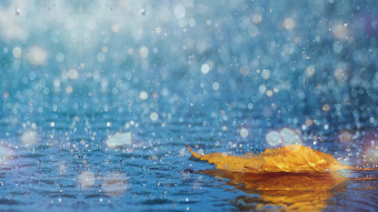 秋天金黄落叶背景视频