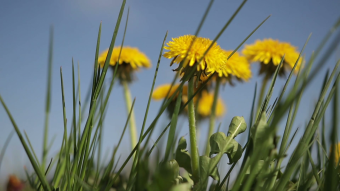 乡间菊花特写镜头