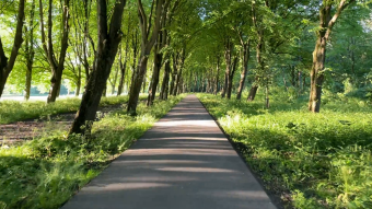 空镜头拍摄树林中的小道实拍视频素材